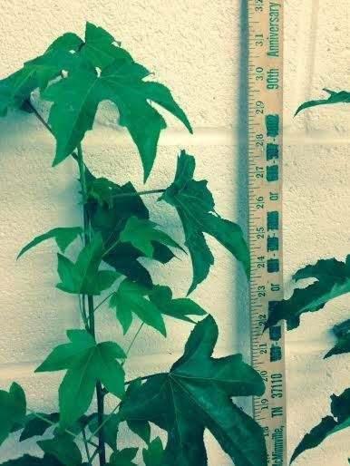 2 American Sweetgum Trees - 18-24" Tall Seedlings - Live Plants - Quart Pots - Liquidambar styraciflua - The Nursery Center