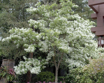 2 White Fringe Trees/Shrubs - Live Potted Plants - 6-12" Tall - Quart Pots - The Nursery Center