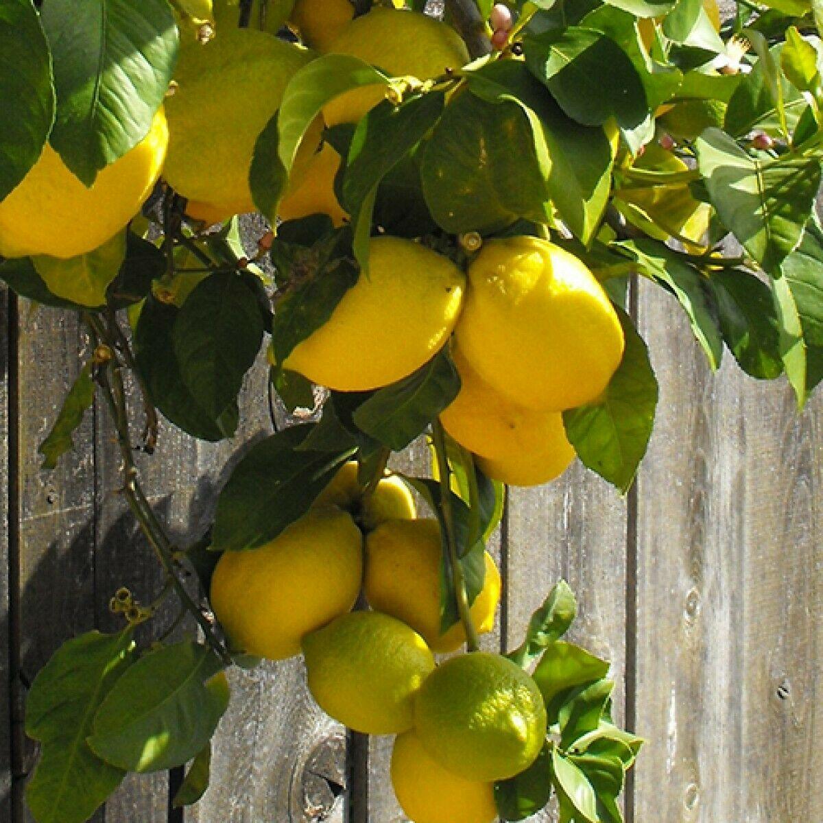 Eureka Lemon Tree - 12-15" Live Plant, Ships in 5" Pots - Citrus limon 'Eureka' - The Nursery Center