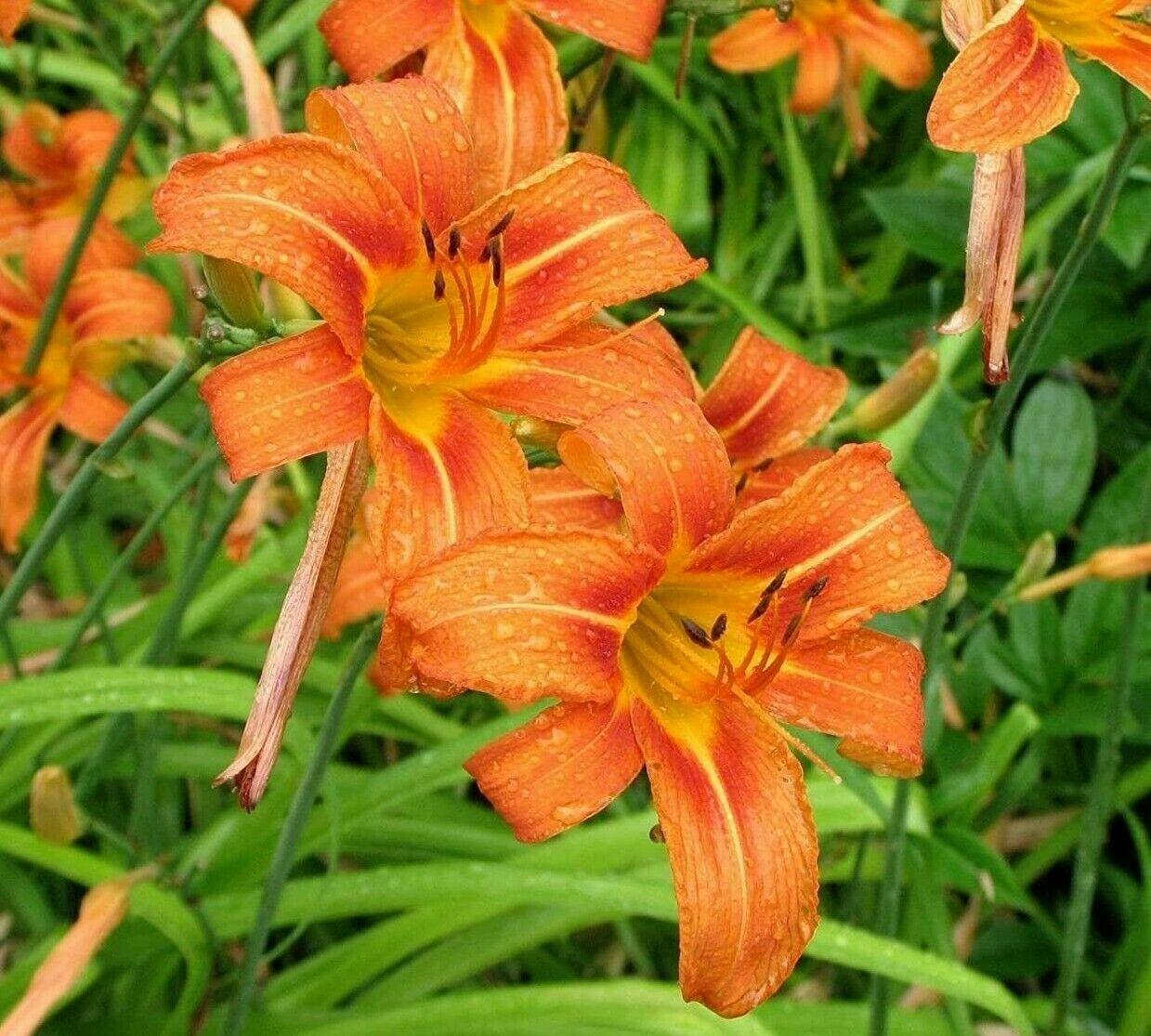 50 Orange Daylily Plants - Ditch/Tawny Day Lily Flowers - Medium Roots, Bareroot - The Nursery Center