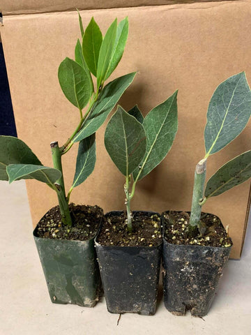 6 Bay Leaf Trees - 3