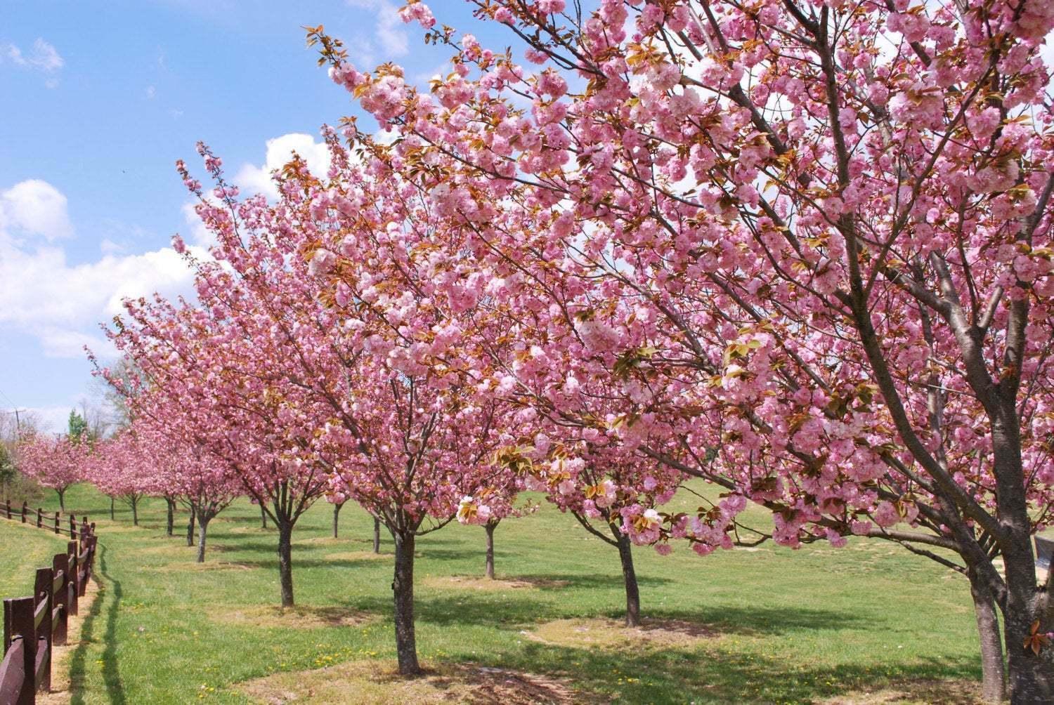 2 Okame Flowering Cherry Trees - Live Plants - 6-12" Tall Seedlings - 3" Pots - The Nursery Center