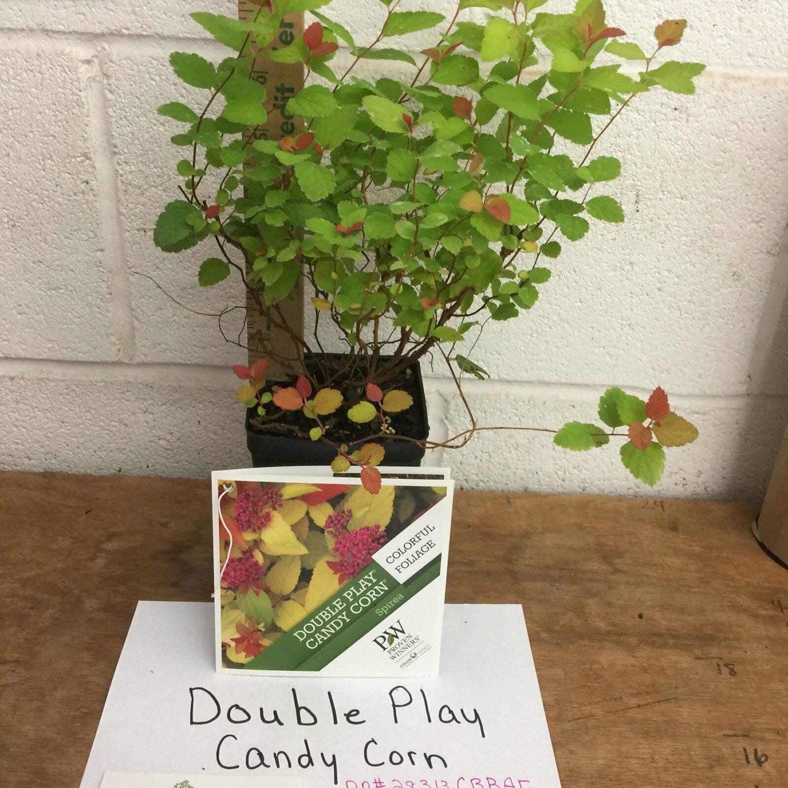 2 Double Play Candy Corn Spirea Shrubs - Live Plants - 4-10" Tall - Quart Pots - The Nursery Center