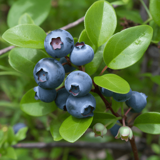 Bluejay Northern Highbush Blueberry Bush - 18-24" Tall - 3 Year Old Live Plant - The Nursery Center