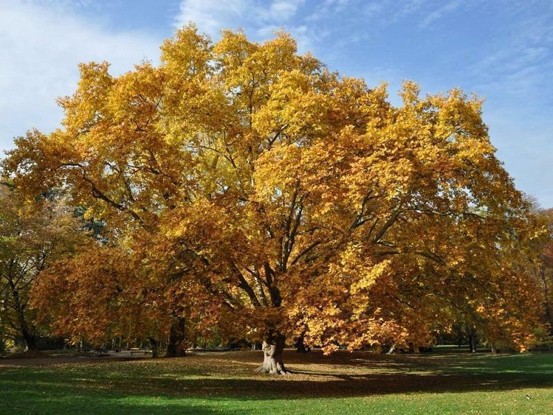 American Sycamore Tree - 36" Tall Seedling - Live Plant - Platanus occidentalis - The Nursery Center