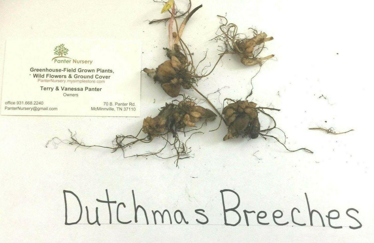 5 Dutchman's Breeches Bulbs/Root Systems, Bleeding Heart - Dicentra cucullaria - The Nursery Center