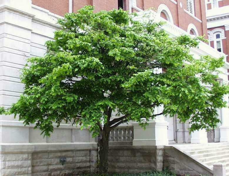 American Hornbeam Tree - 12-15" Tall Seedling - Live Plant - 4" Pot - Carpinus caroliniana - The Nursery Center
