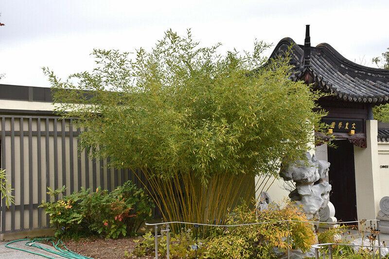 David Bisset Bamboo 1 Gallon Size Live Plant Hardy Phyllostachys