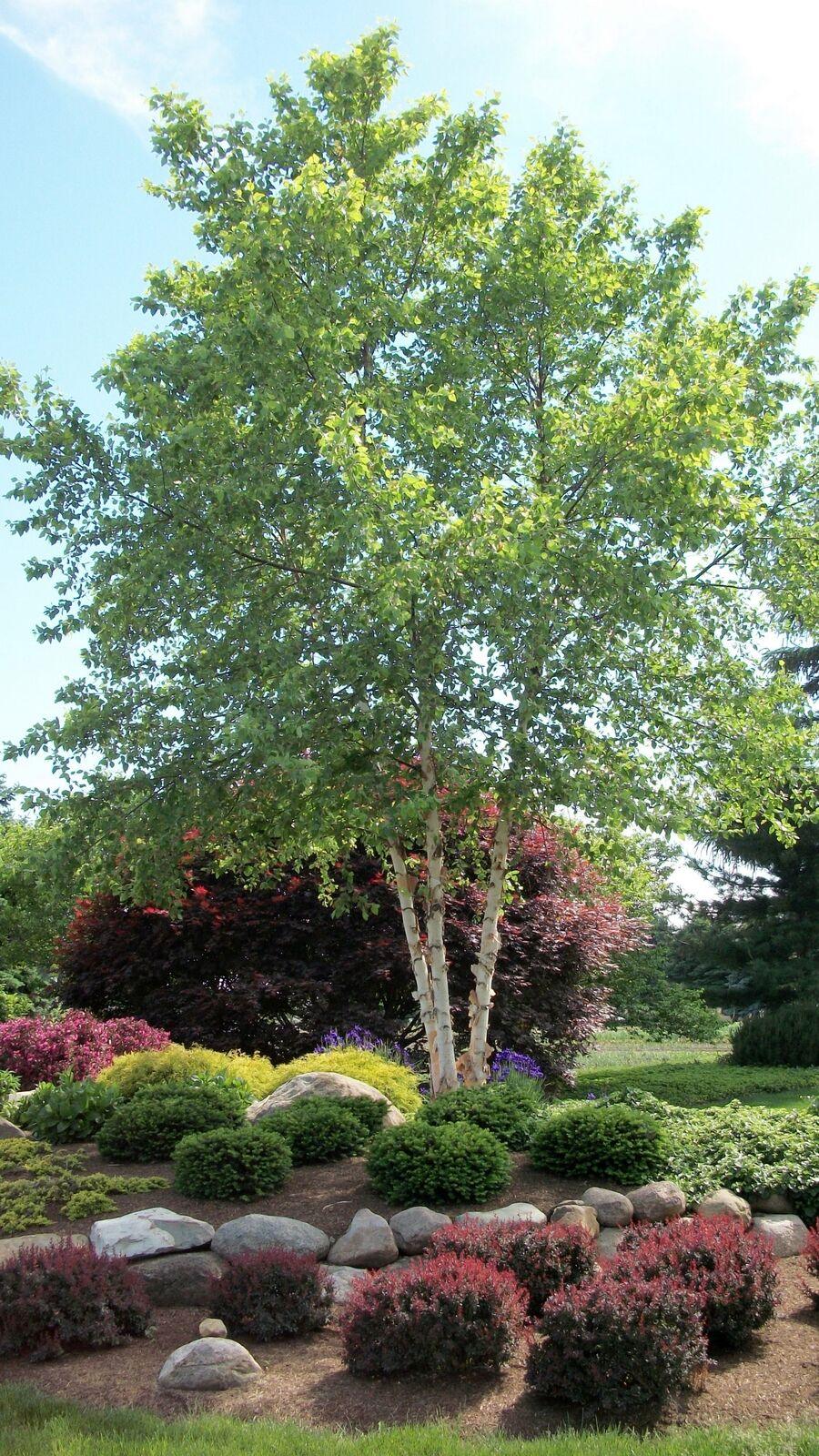 Heritage® River Birch (Multi-Branch), Betula nigra 'Cully', Monrovia Plant