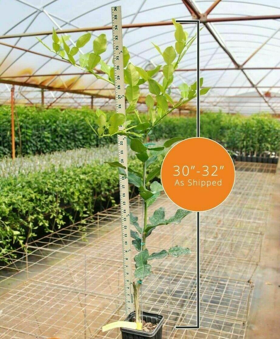 Dwarf Kaffir Lime Tree - 26-30" Tall Live Plant - Gallon Pot - Grafted - Citrus Hystrix - The Nursery Center