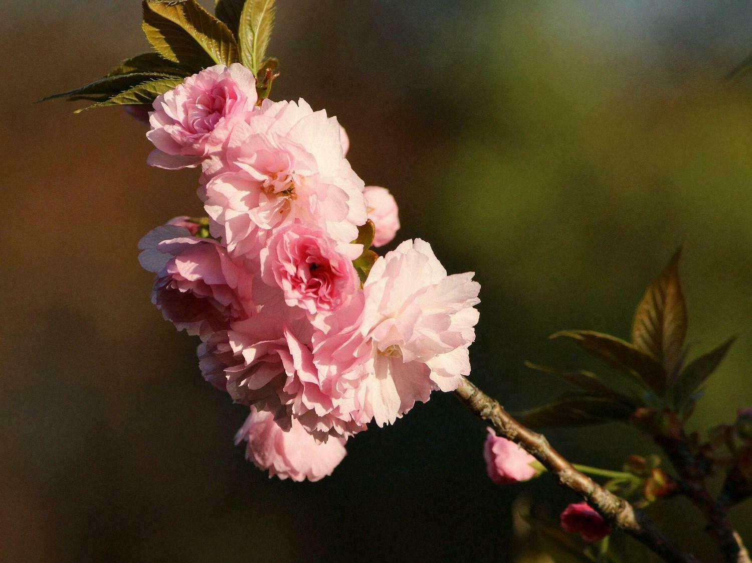 Kwanzan Flowering Cherry Tree - 36-48" Tall - Live Potted Plant - Prunus Kanzan - The Nursery Center