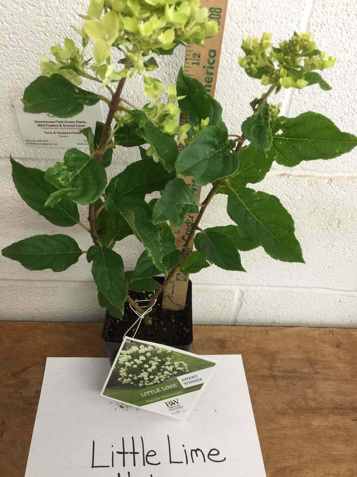 2 Little Lime Panicle Hardy Hydrangea Shrubs - 6-10" Tall Live Plants - Qt Pot - The Nursery Center