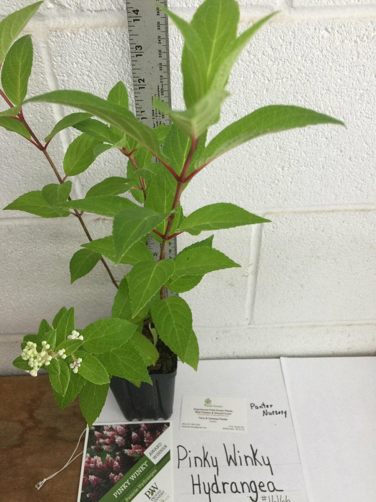 2 Pinky Winky Hydrangea Shrubs/Bushes - Live Plants - 6-12" Tall - Quart Pots - The Nursery Center