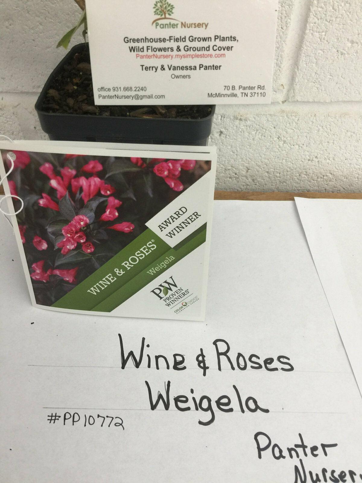 2 Wine & Roses Shrubs - 6-12" Tall Plants - Qt Pot - Weigela Florida Alexandra - The Nursery Center