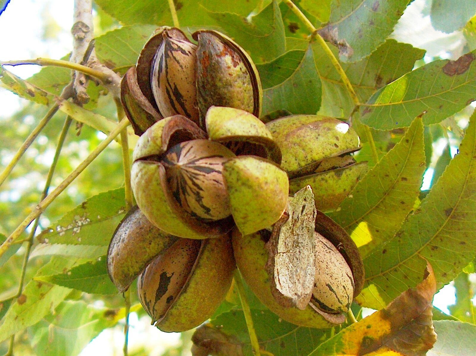 5 Pecan Trees - 6-12" Tall Live Plants - Bareroot Seedlings - Carya illinoinensis - The Nursery Center