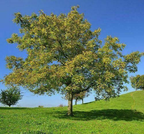 Black Walnut Tree - 24-36" Tall - Live Plant - 2-3 Foot Tall Seedling - Juglans nigra - The Nursery Center