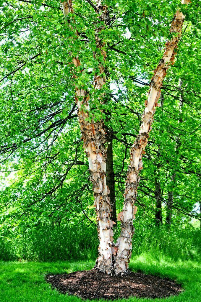 3 River Birch Trees - 18-24" Tall - Live Plants - Bareroot - Betula nigra - The Nursery Center