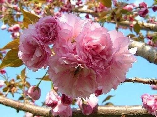 Kwanzan Japanese Flowering Cherry Tree - 2.5" Pot - 8-14" Tall - Prunus 'Kanzan' - The Nursery Center