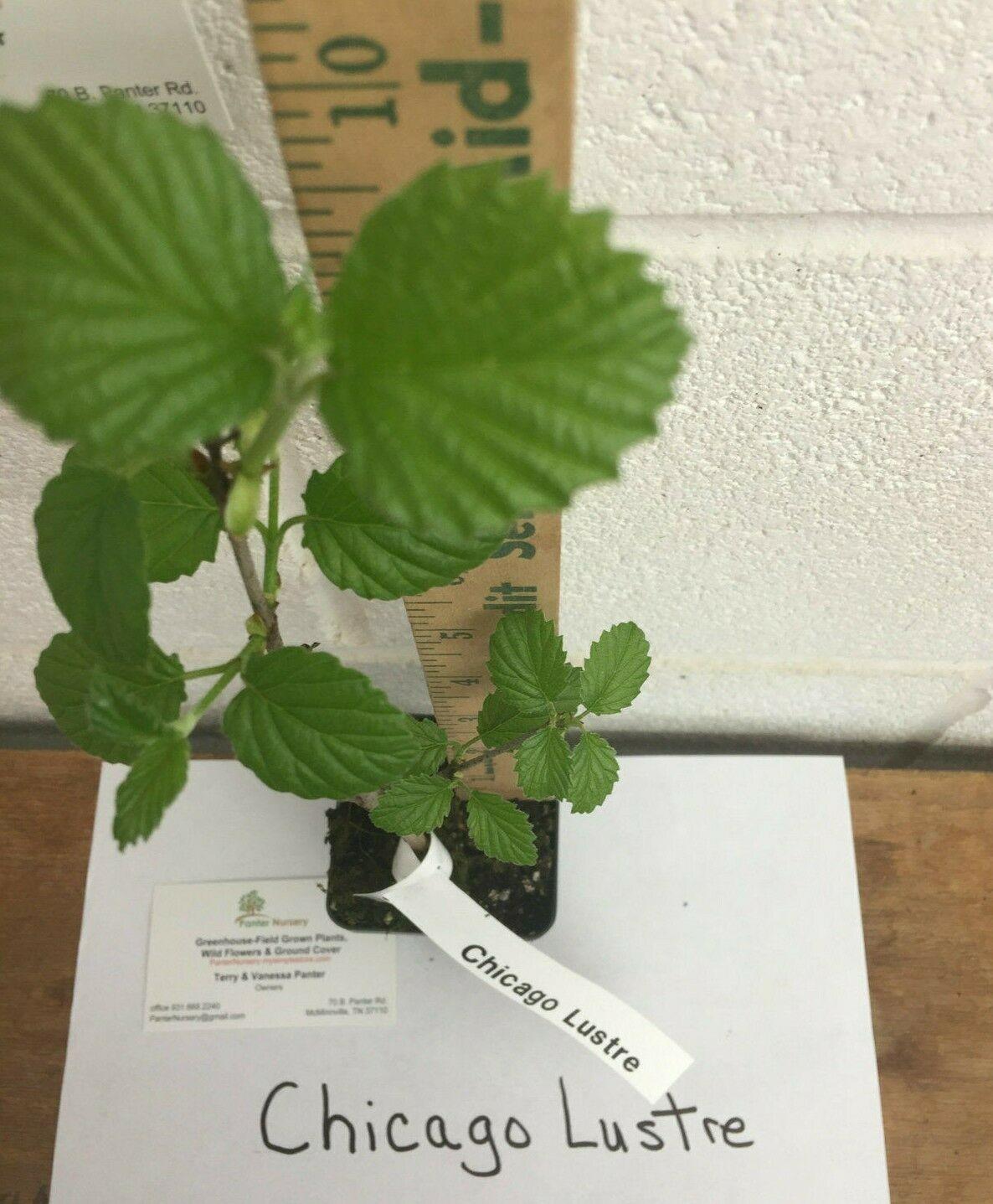 2 Chicago Lustre Viburnum Shrubs - 10-18" Tall Seedlings - 2.5" Pots - Live Plants - The Nursery Center