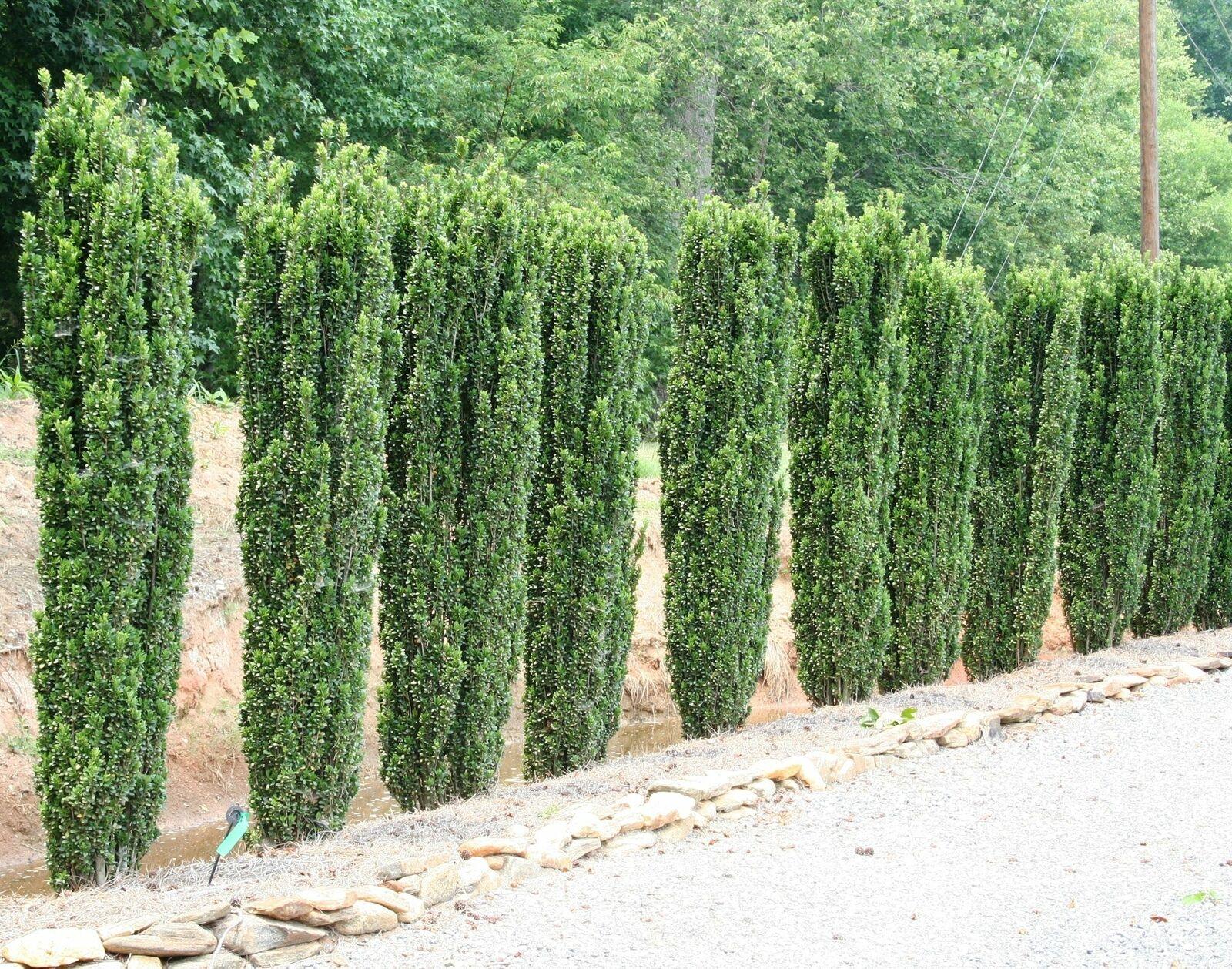 25 Sky Pencil Holly Shrubs/Trees/Hedges - 5-10" Tall Live Plants - 2.5" Pots - The Nursery Center