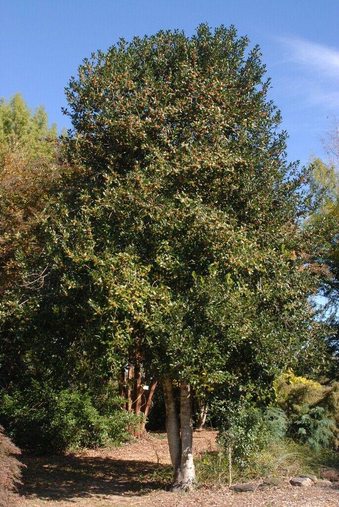 10 Nellie R. Stevens Holly Shrubs/Trees - 8-12" Tall Live Plants - 3" Pots - Ilex - The Nursery Center