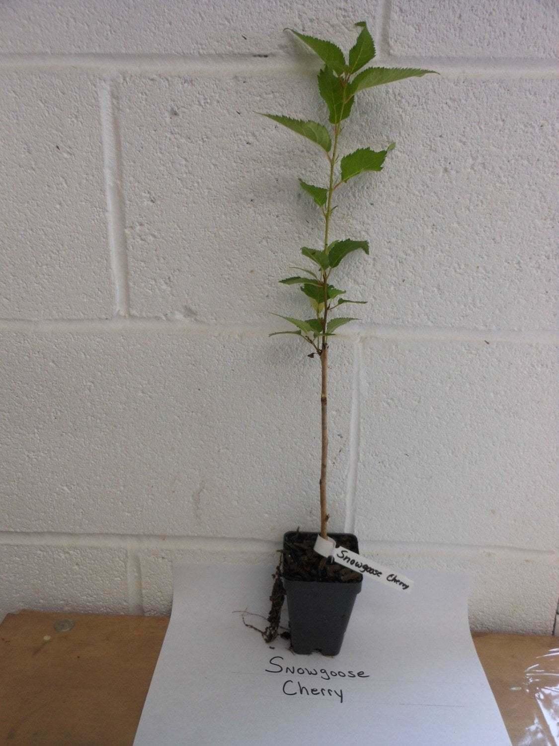 Snowgoose Flowering Cherry Tree - Live Plant - 6-14" Tall Seedling - 2.5" Pot - The Nursery Center