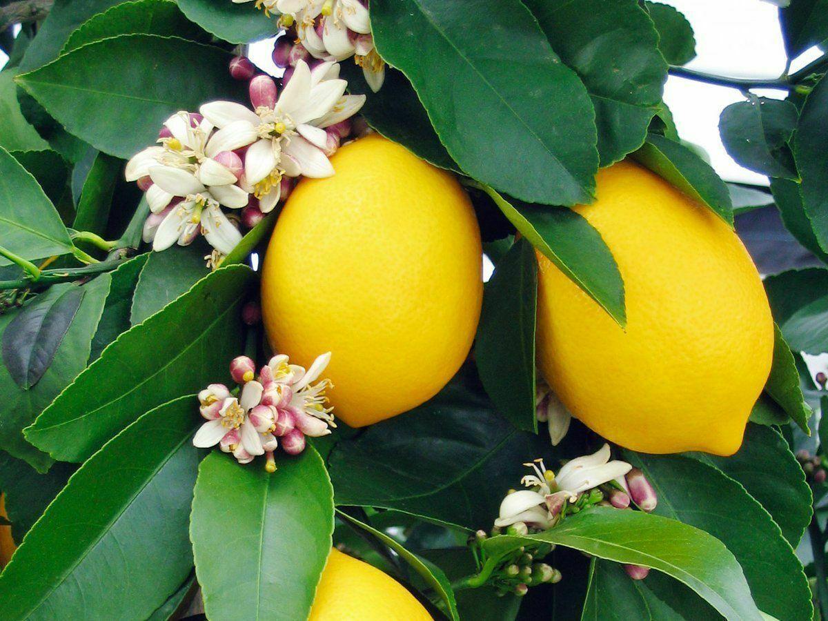 Dwarf Meyer Lemon Tree - Live Grafted Citrus Plant - 26-30" Tall - 1 Gallon Pot - The Nursery Center