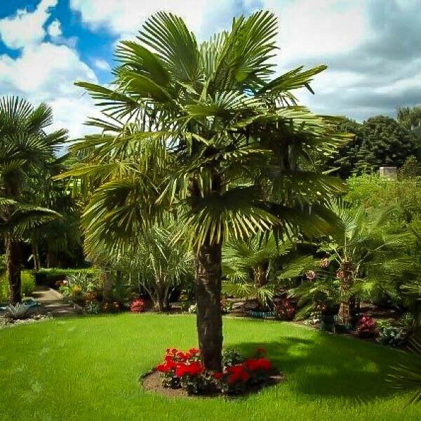 Windmill Palm Tree Seedling - 6-8+" Tall Live Plant - Trachycarpus fortunei - The Nursery Center