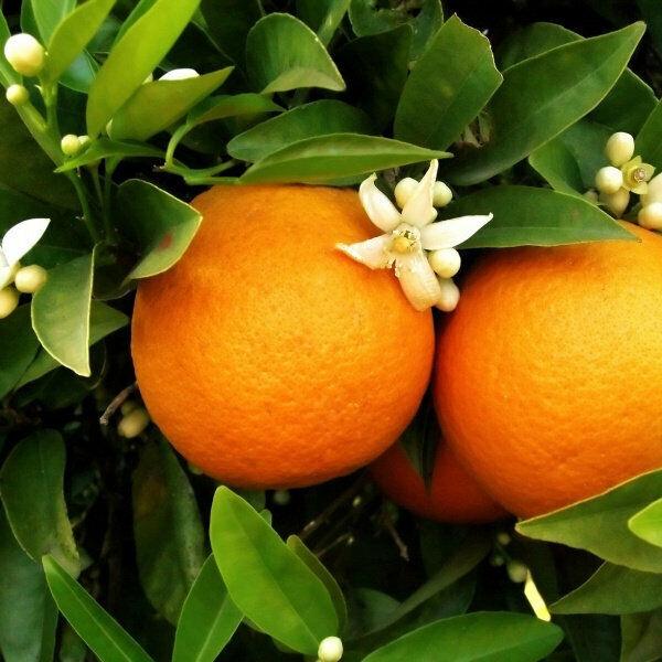 Hamlin Sweet Orange Tree - 26-30" Tall Live Citrus Plant - Gallon Pot - Grafted - The Nursery Center