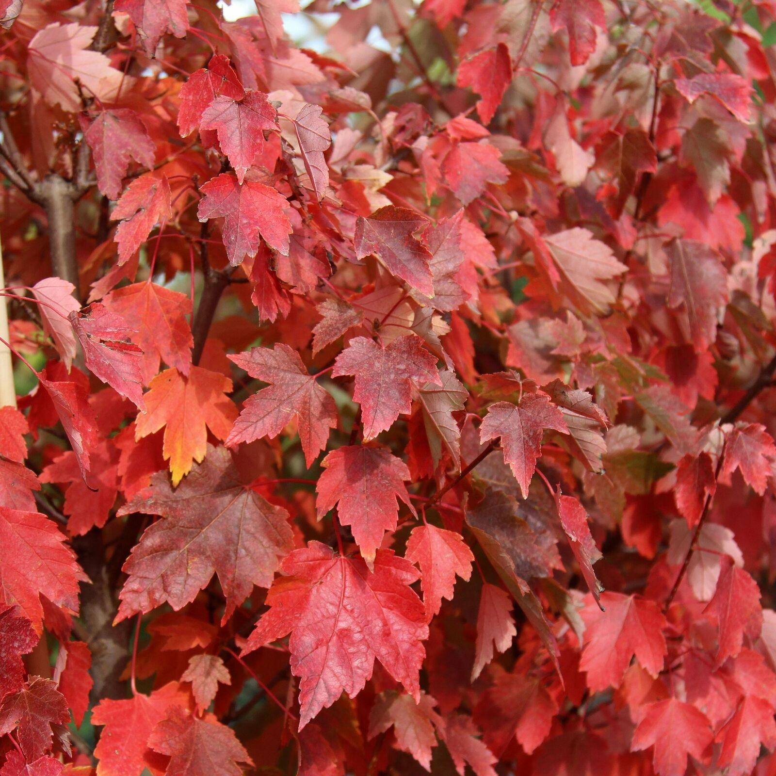 Sun Valley Red Maple Tree - 12-24" Tall - Quart Pot - Live Plant - Ships Potted - The Nursery Center