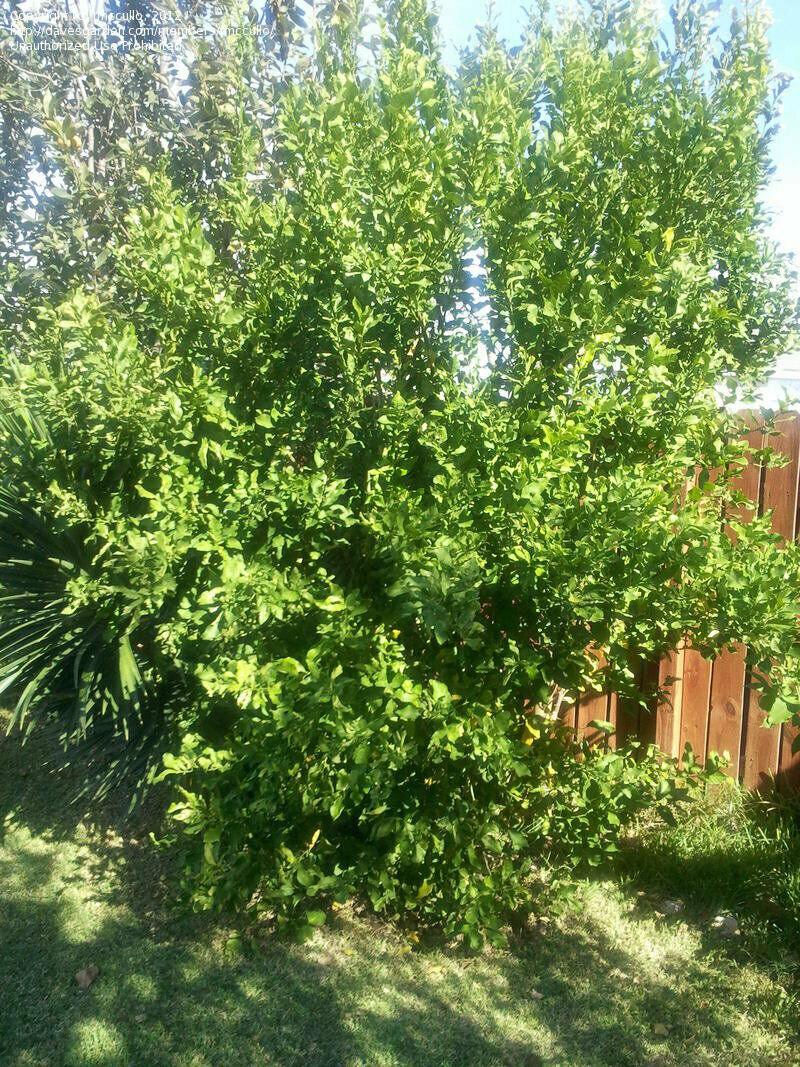 Mexican Key Lime Tree/Bush - 12-15" Tall Live Plant, 5" Pot, Citrus aurantifolia - The Nursery Center