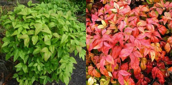 5 Dwarf Nandina Firepower Shrubs - Heavenly Bamboo Bushes - 4-10" Tall Live Plants - 2" Pots - The Nursery Center