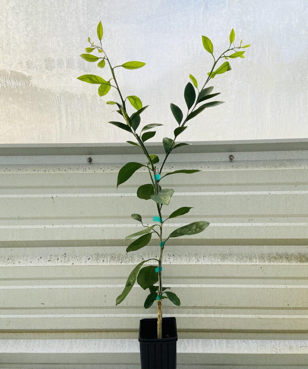 Shiranui/Sumo Mandarin, Dekopon Tangerine Tree - 26-30" Tall - Live Citrus Plant - The Nursery Center