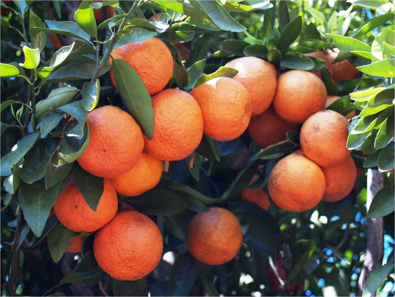 Sugar Belle Orange/Tangerine Tree - 26-30" Live Citrus Plant - Mandarin Hybrid - The Nursery Center