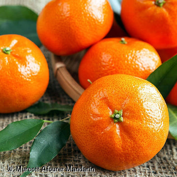 W Murcott Mandarin (Honey Tangerine) Tree - 26-30