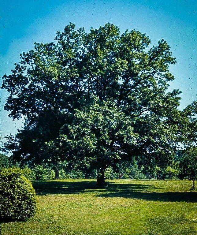 Sawtooth Oak Tree - 24-36" Tall - Live Plant - Bareroot - Quercus acutissima - The Nursery Center