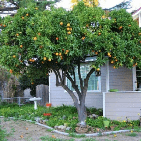 Washington Navel Orange Tree - 26-30" Tall - Live Citrus Plant - 1 Gallon Pot - The Nursery Center