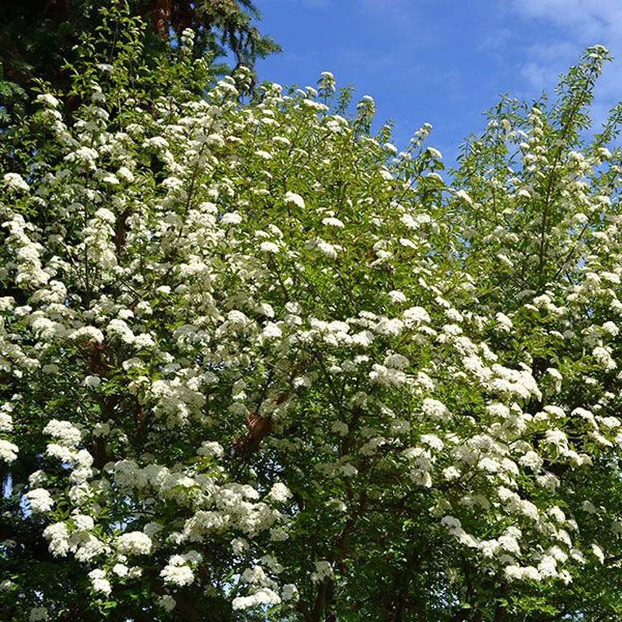 2 Blackhaw Viburnum Shrubs/Trees - 6-12" Tall - Live Plants - 4" Pots - Viburnum prunifolium - The Nursery Center