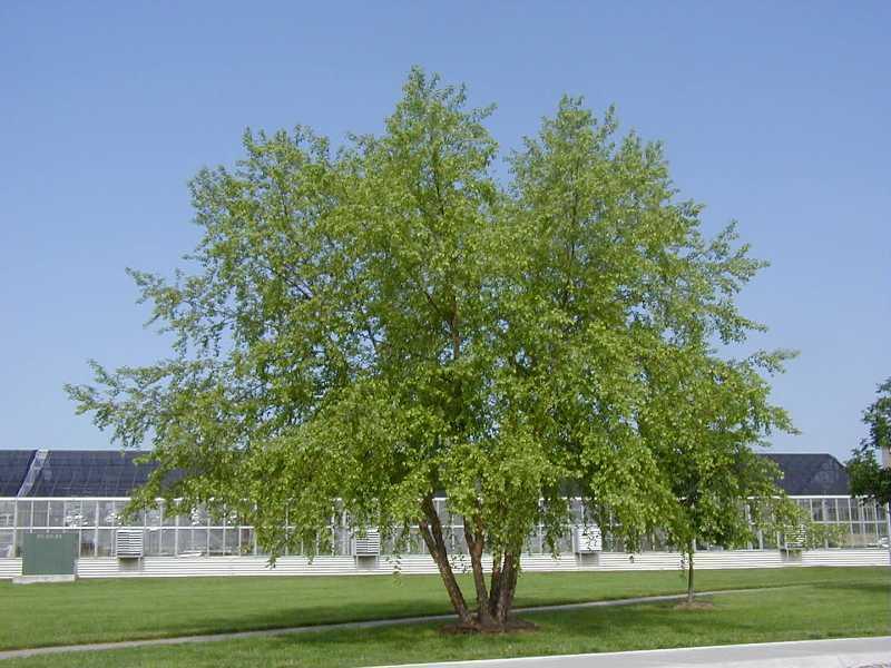 2 River Birch Multi-Stem Trees - 12-18" Tall - Quart Pots - Live Plants - Betula nigra - The Nursery Center