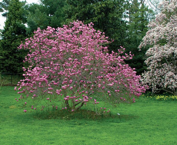 2 Ann Magnolia Trees/Shrubs - Live Plants - 6-12" Tall - 3" Pot - Ships Potted - The Nursery Center