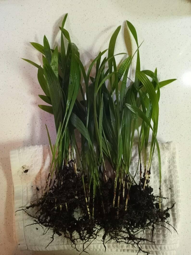 25 Windmill Palm Tree Seedlings - 6-12" Tall Live Plants - Trachycarpus fortunei - The Nursery Center