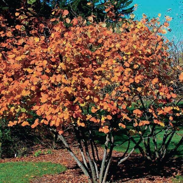 2 American Hazelnut Trees - 6-12" Tall Live Plants - 4" Pots - Corylus americana - The Nursery Center