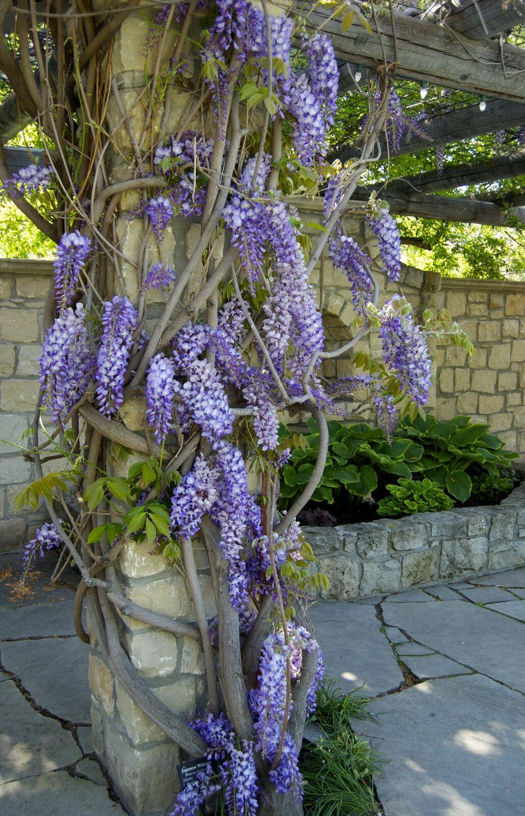 2 Blue Japanese Wisteria Vines - 6-18" Tall - Live Bareroot Plants - Wisteria floribunda - The Nursery Center