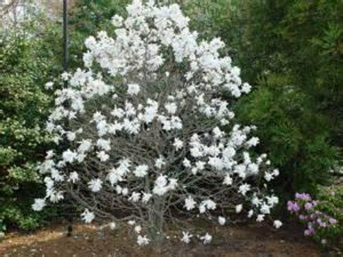 Star Magnolia Shrub/Tree - Live Plant - 6-12" Tall - 3" Pot - Magnolia stellata - The Nursery Center