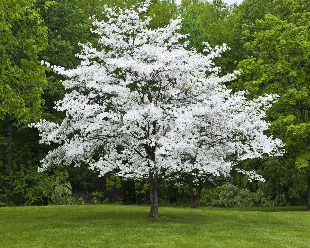 White Flowering Dogwood Tree, 10-16" Tall Live Plant, Quart Pot - Cornus florida - The Nursery Center