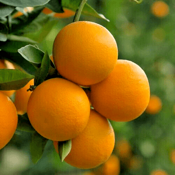 Valencia Orange Tree - 24-36