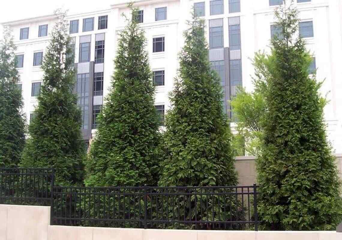 10 Thuja Green Giant Arborvitae Trees/Shrubs - 6-12" Tall Live Plants - 2.5" Pots - The Nursery Center