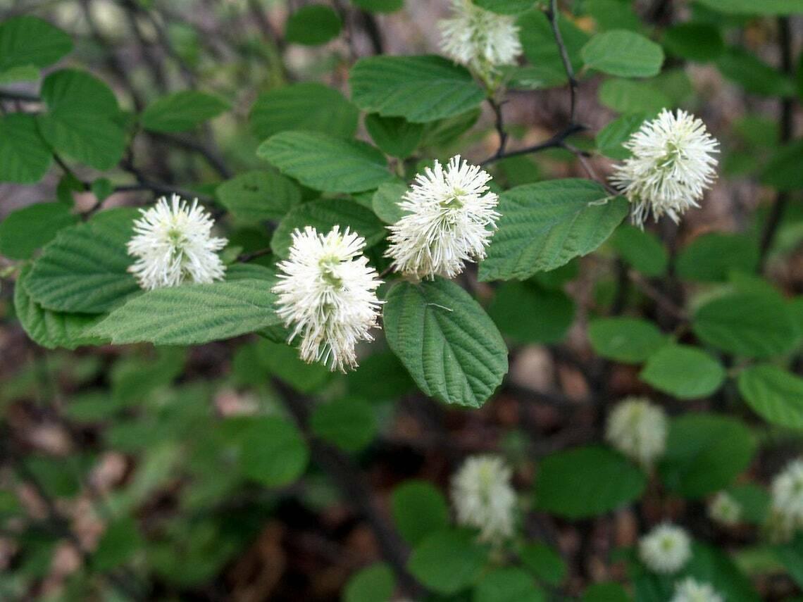 Dwarf Fothergilla Shrub - 24" (2') Tall Plant, Gallon Pot - Fothergilla gardenii - The Nursery Center