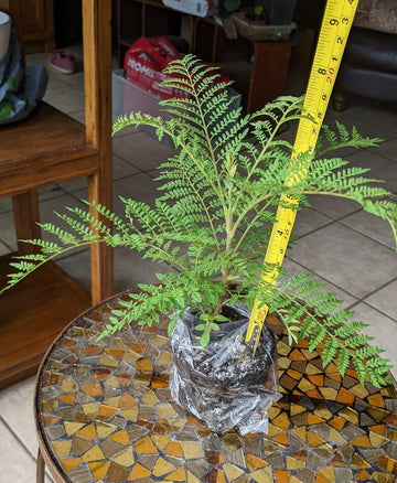 Jacaranda Tree - 5-10" Tall Live Plant - Bare Root - Mimosifolia - Purple/Blue - The Nursery Center