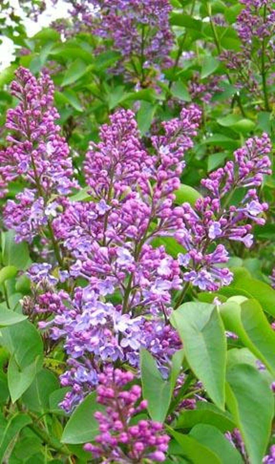 Common Purple Lilac